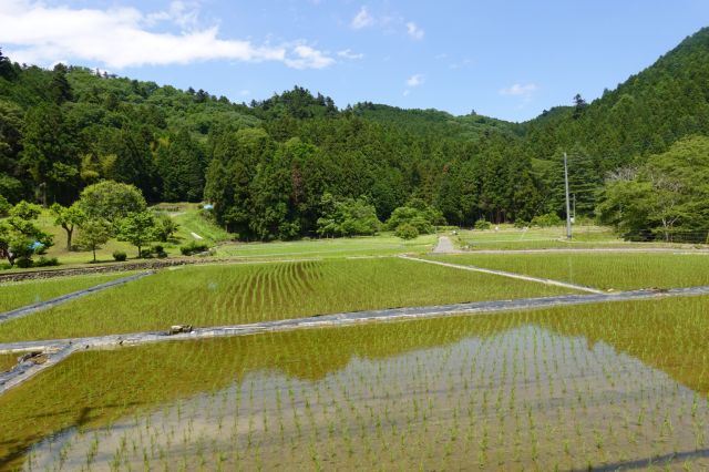 山間の田んぼ