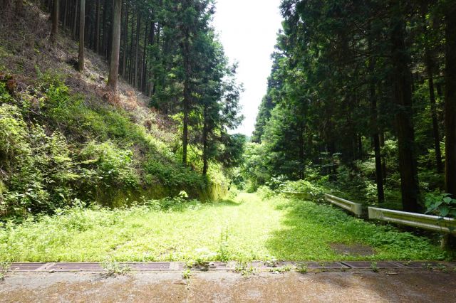 振り向いて林道確認