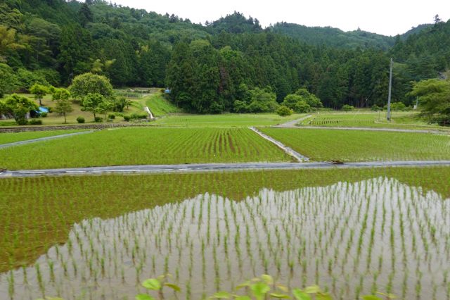 陣馬街道沿いの田んぼ