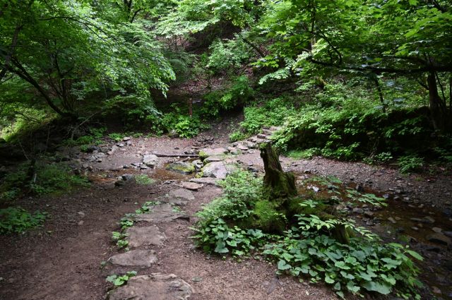 緑と沢と石の道