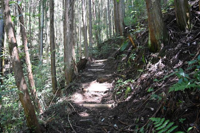 杉の登山道