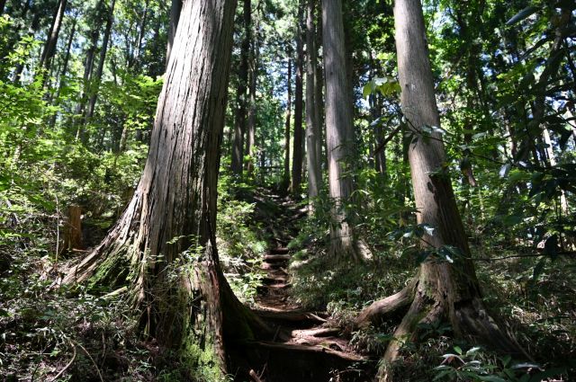 山の神社の参道