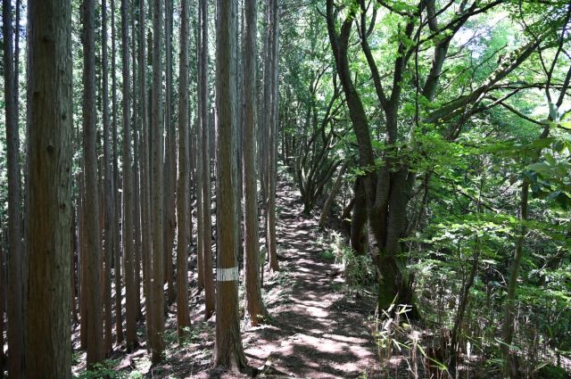 尾根で分かれる植樹