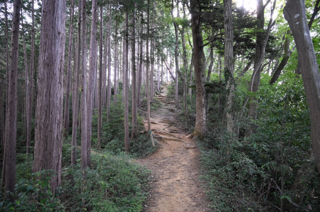 尾根道と巻道