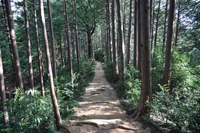 きれいな道