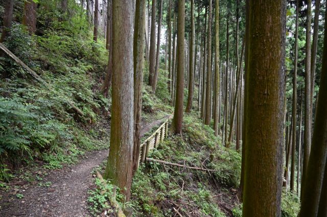 きれいな登山道