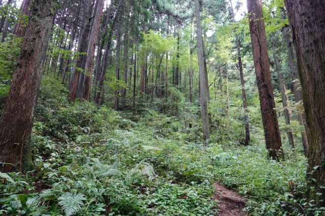 登山道