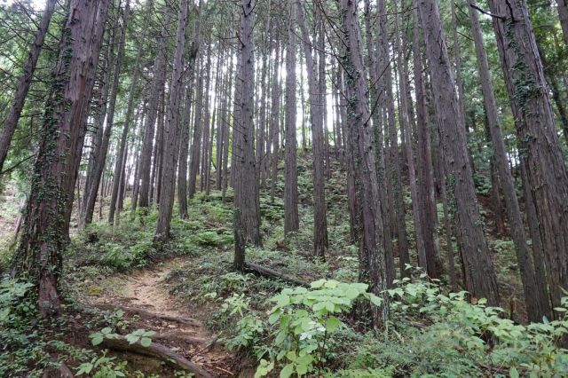 地図と同じ道に戻る