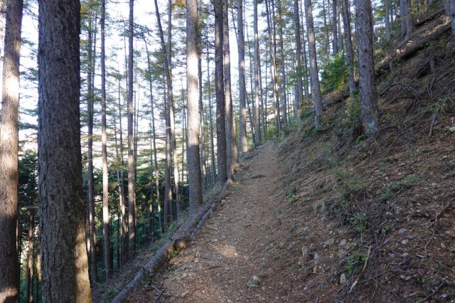 針葉樹の登山道
