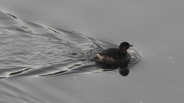 水面で泳いでいるカイツブリ