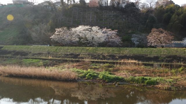 多摩川合流点近くの大栗川の桜はあと少しで満開