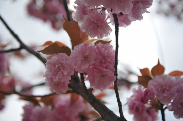 八重桜でしょうか