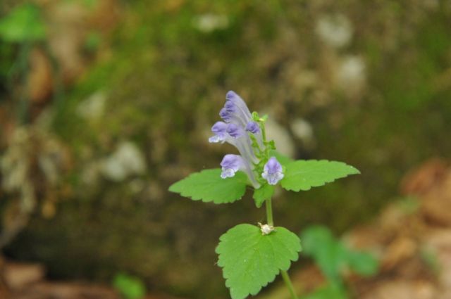 オカタツナミソウ開花