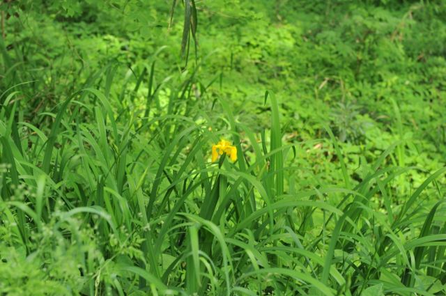 キショウブも開花です