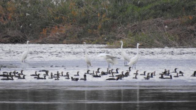 水面に移動したカワウの群れとダイサギ