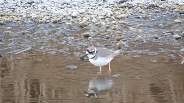 イカルチドリかな？