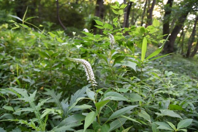 オカトラノオも開花