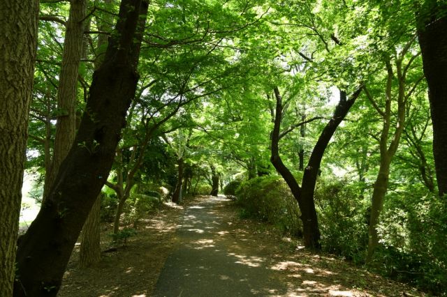 記念館へ行く通りは緑が濃くなりました