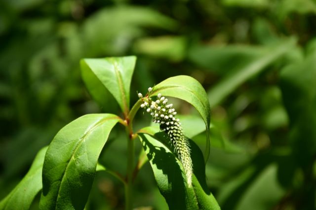 オカトラノオももうじき開花です