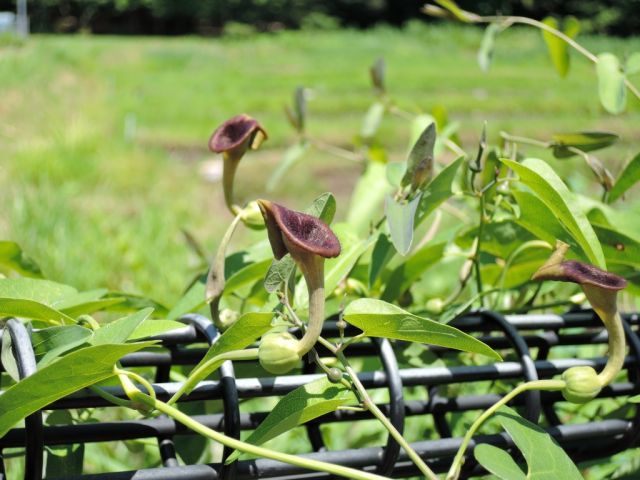 谷戸田でウマノスズクサが先、お約束の芋虫がいます