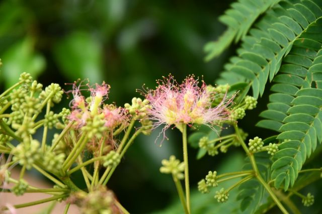 ネムノキの花が綺麗です