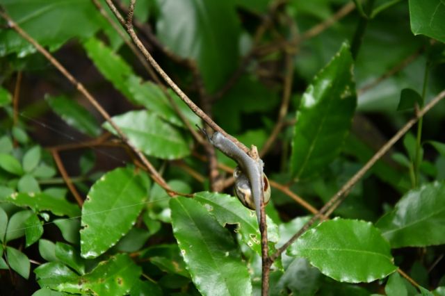 木に登るカタツムリ