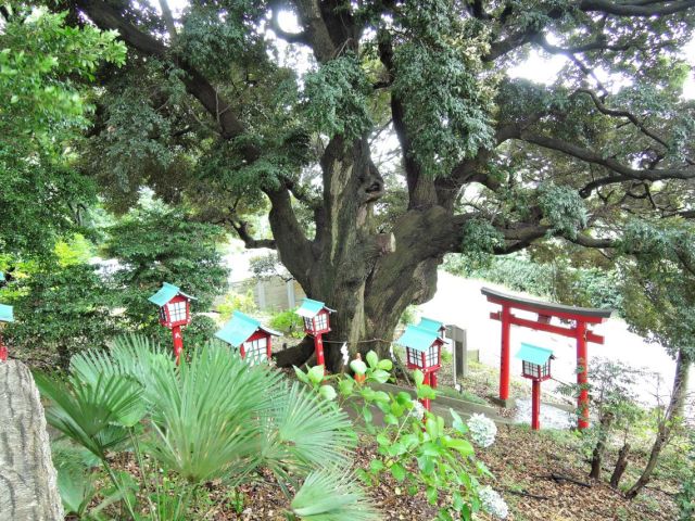 御神木はシイの木