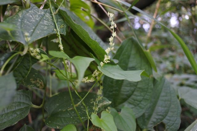 自然薯の花かな？