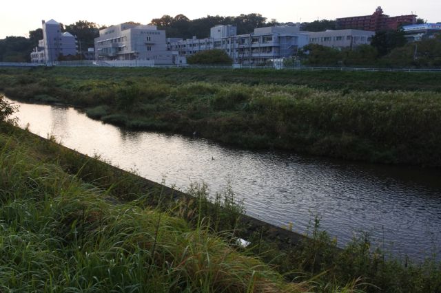 大栗川河原