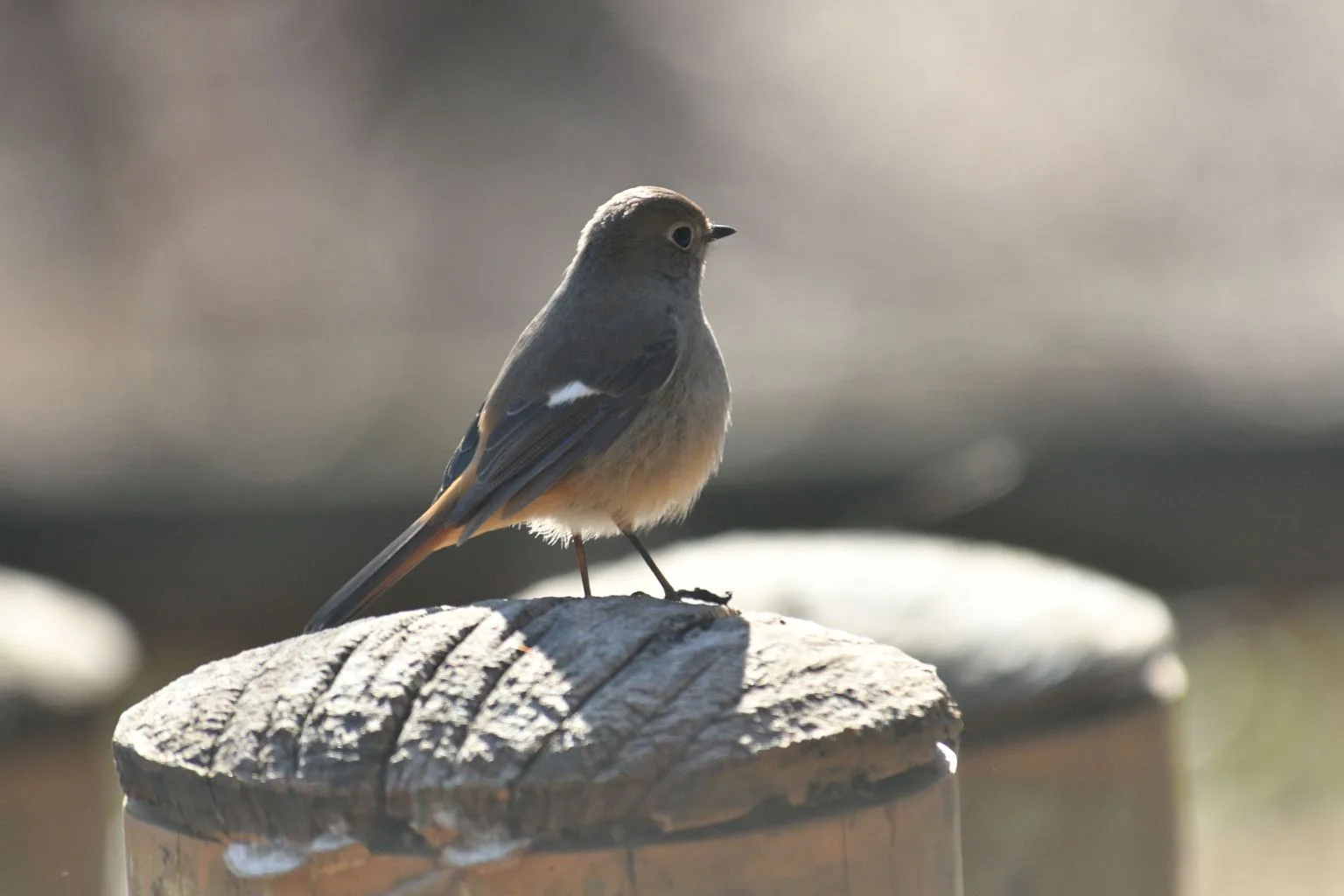 桜ヶ丘公園のジョウビタキ