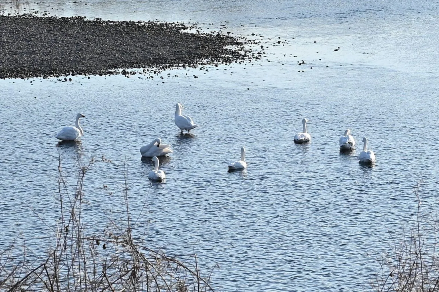 多摩川の白鳥